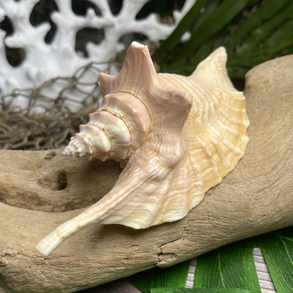 Unique Rare Rooster Tail Conch Seashell Collector Coastal Nautical Display Shell - Picture 4 of 17